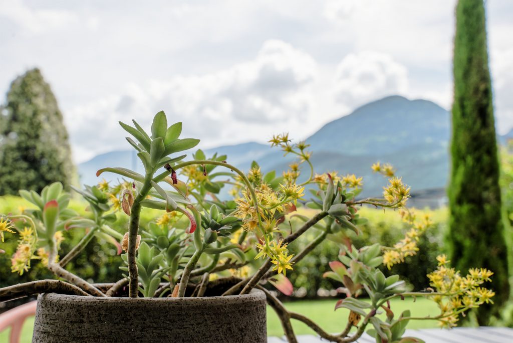 Campingplatz Arquin – Euer perfektes Wohnmobil-Abenteuer in Südtirol garten 1