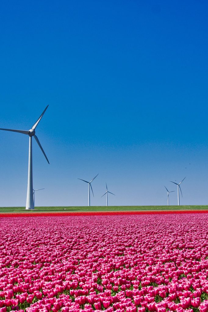 Holland im Frühling mit dem Wohnmobil – 2 Wochen Freiheit, Farben & Meeresluft tulips 4980246 1280